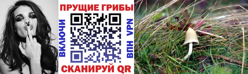 Псилоцибиновые грибы Psilocybe  omg рабочий сайт  Курск 